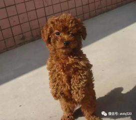 泰迪视频成人,成人世界的趣味探索之旅