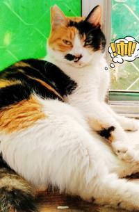 猫变成人亲吻的视频,猫咪深情亲吻，萌化网友心