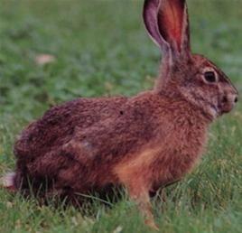 成人兔子故事视频大全,成人兔子故事视频大全精选集锦